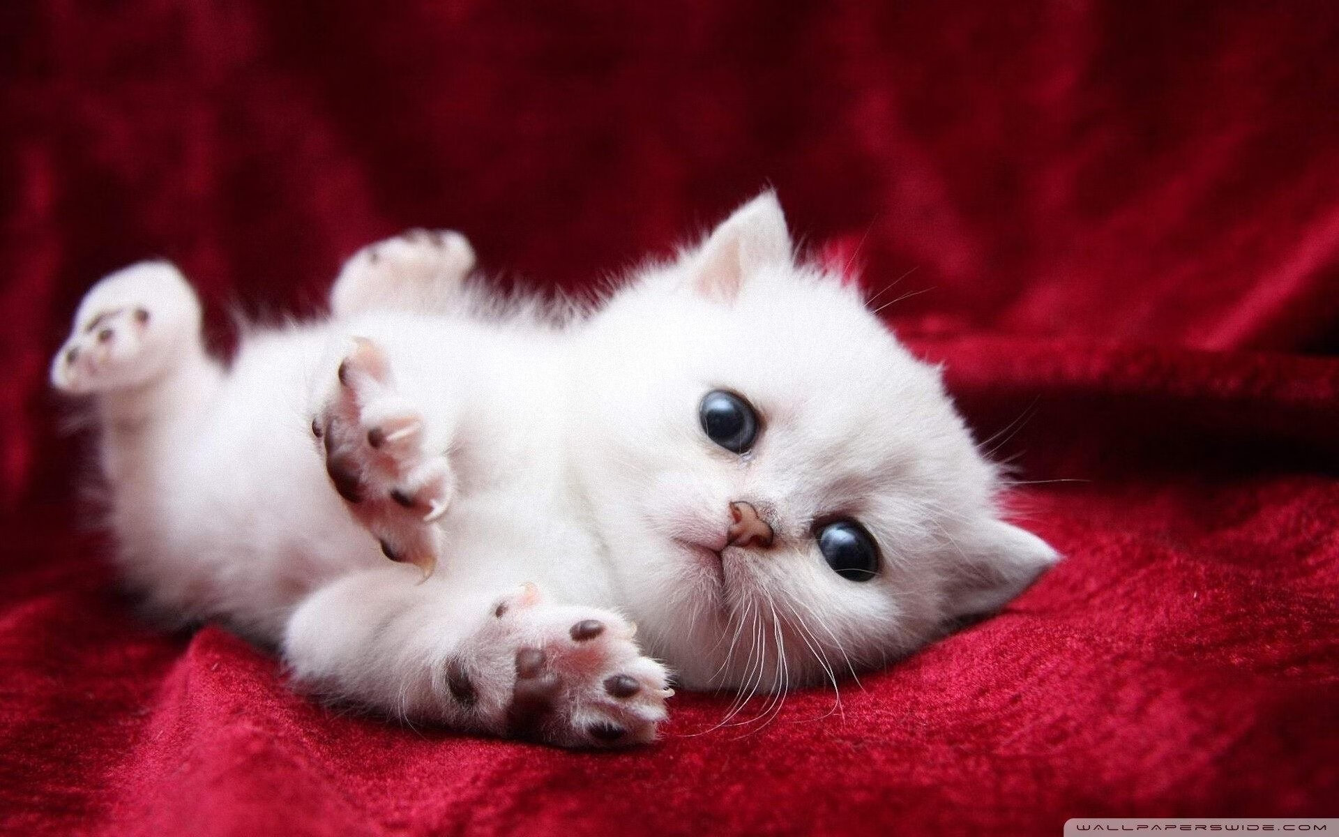 资本与绿茵的双重奏，当卡塔尔的意志遇见萨卡的救赎