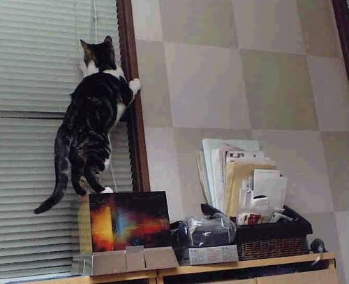 中锋的绿茵判词，2026世界杯之夜，约基奇如何用防守写下篮球哲学