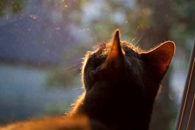双线激情，英超争冠焦点战与瑞典绝杀里昂的足球之夜