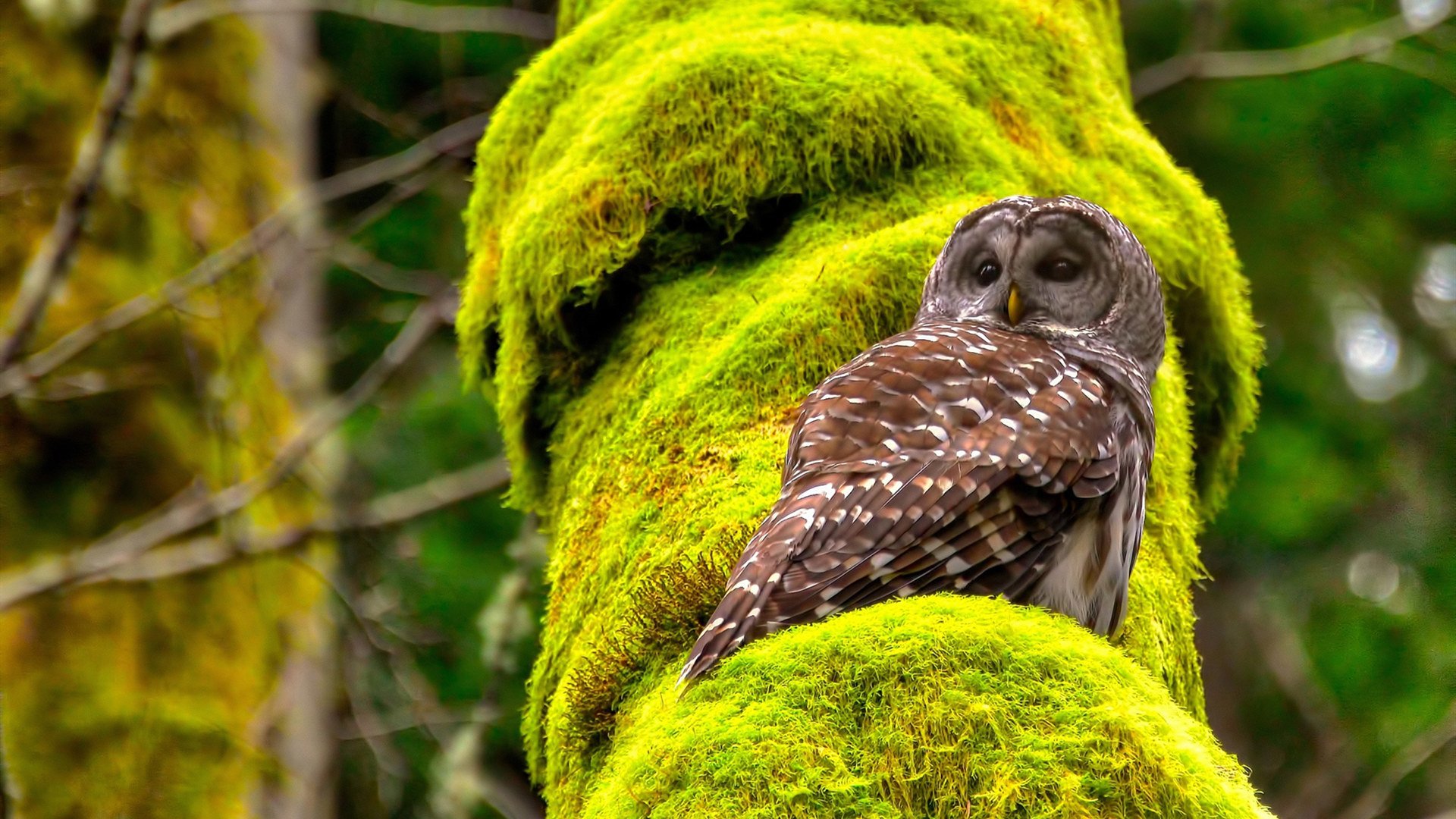 班凯罗爆发引燃跨洋对决!湖人加时险胜山西背后,藏着一个关于篮球本质的秘密