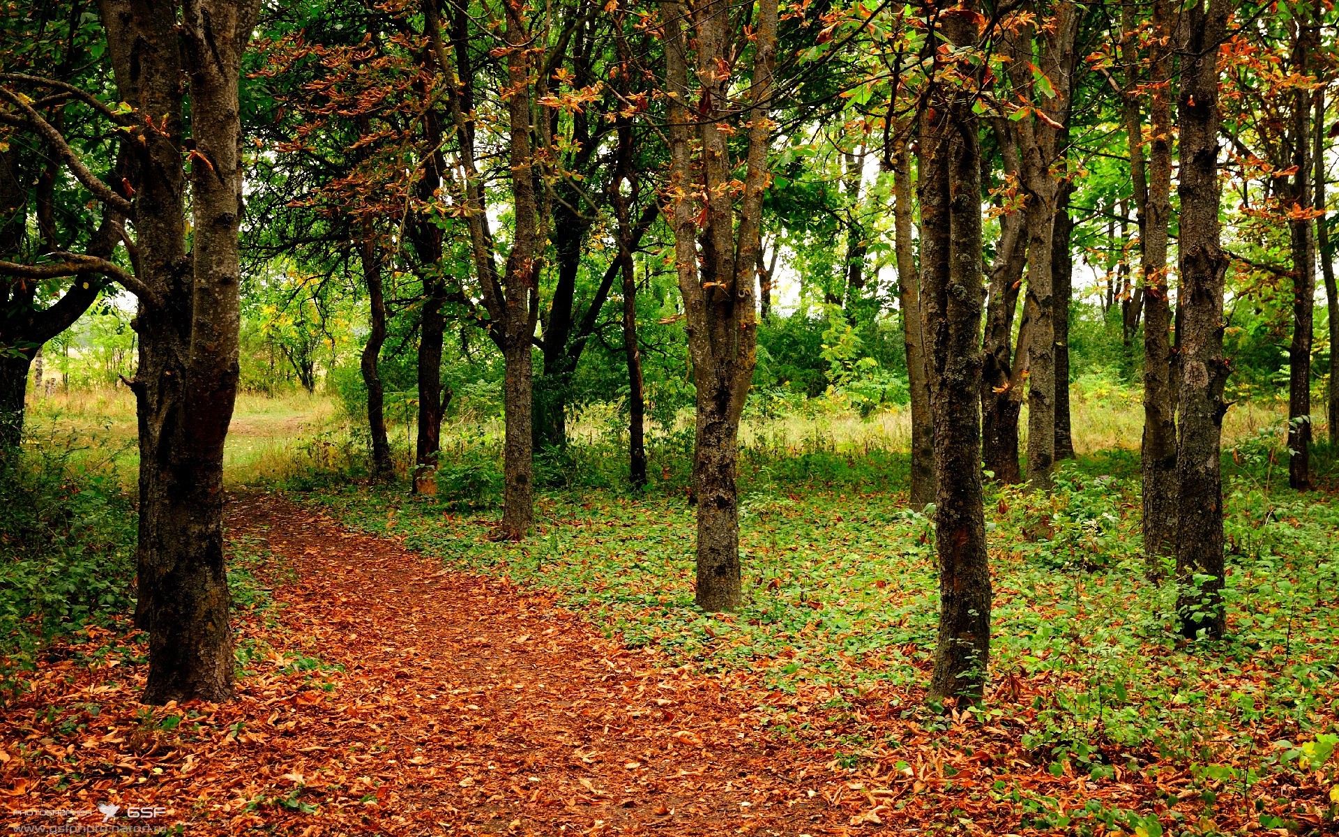 极速棋盘上的绿茵舞者，当F1引擎轰鸣遇上卢卡库的节奏变奏