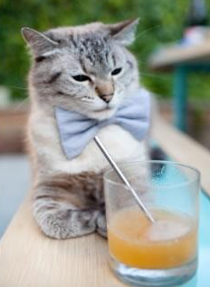 欧冠新王当立，爱尔兰铁血碾碎日本幻想，赖斯一战封神