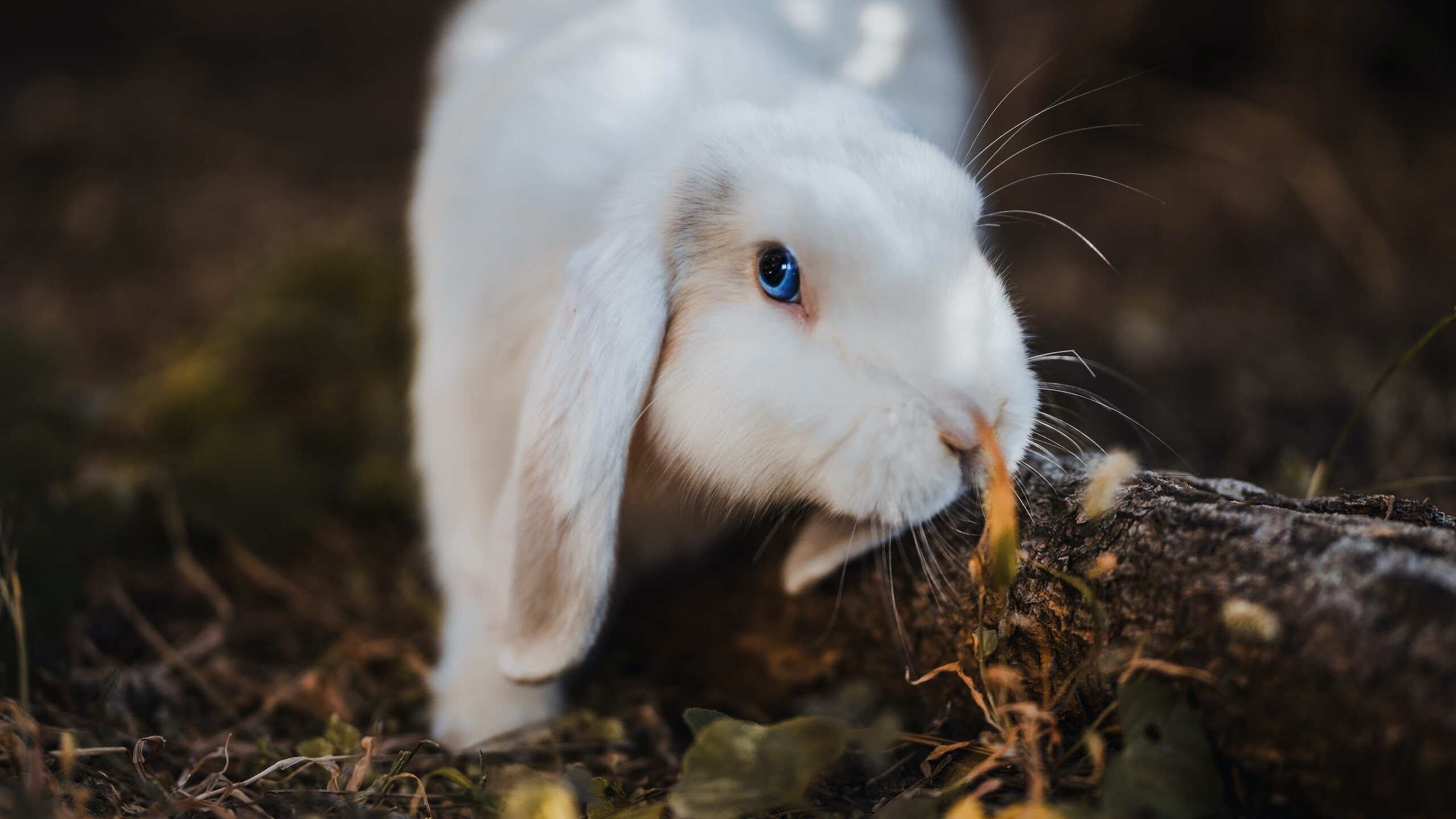 双重风暴,当黄蜂刺破篮网,武切维奇在欧冠战场掀起狂飙