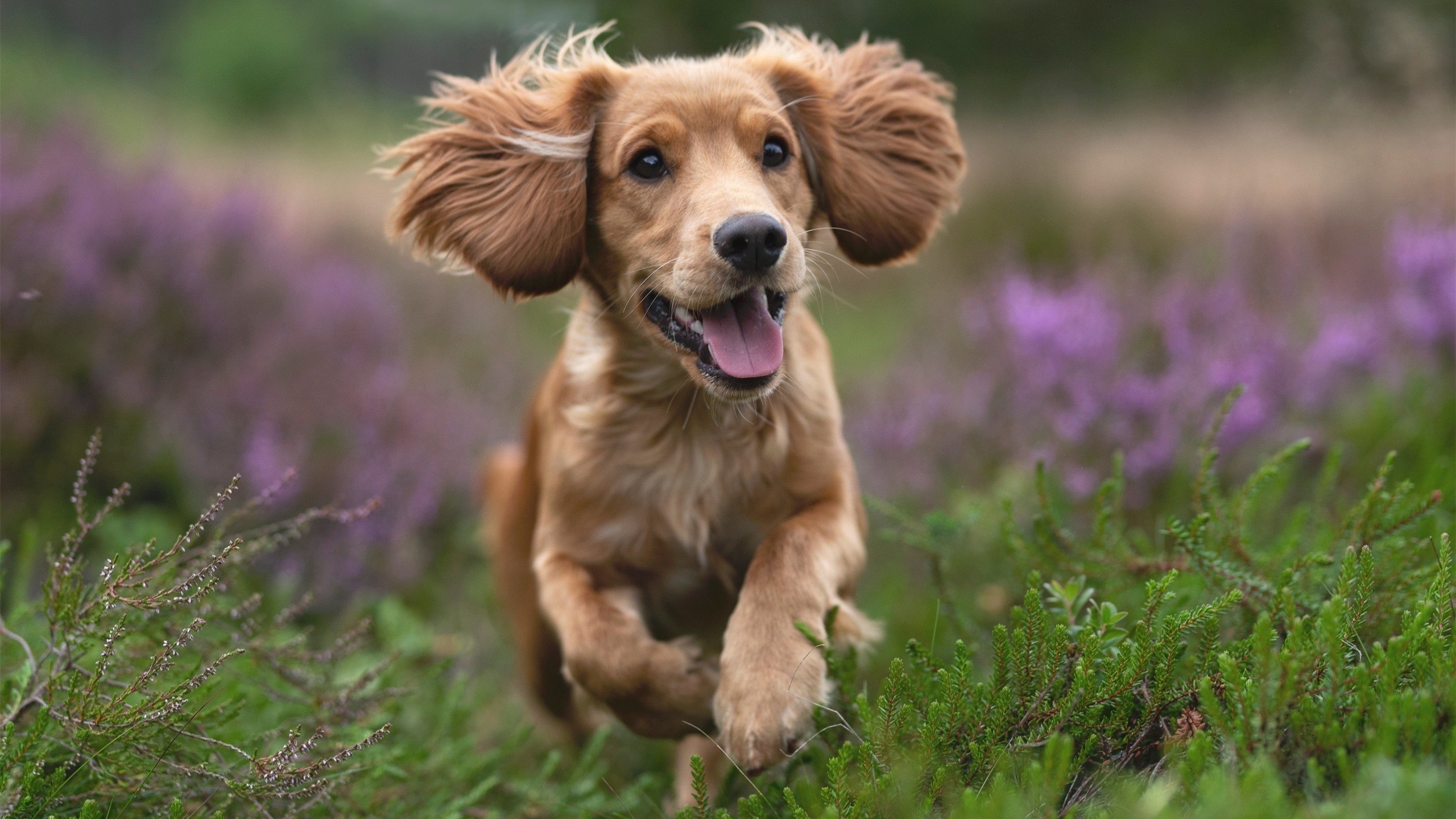 F1争冠白热化，曼联攻陷伊朗，体育双星闪耀全球