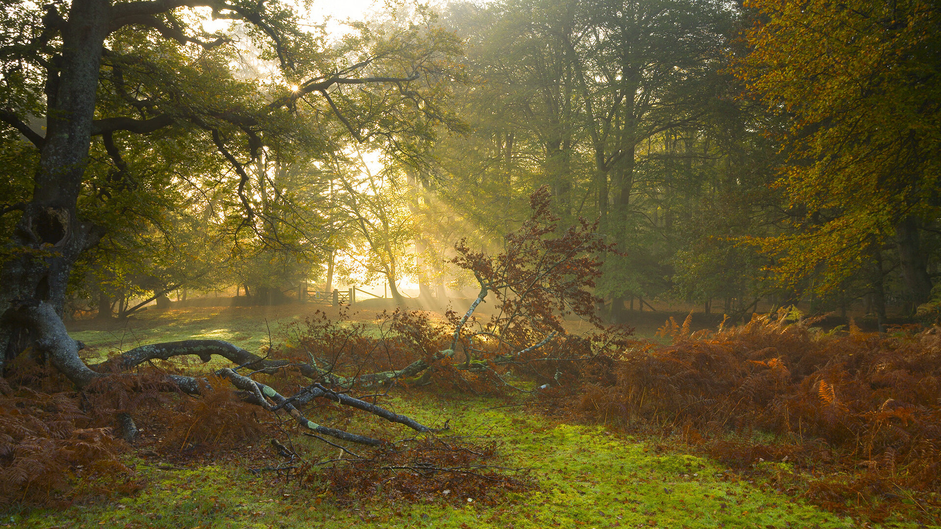 字母哥生涯之夜狂揽62+21，深圳队鏖战国王铸就经典