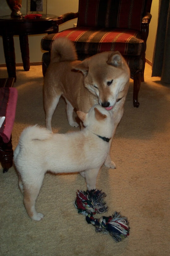 京多安补时绝杀！巴黎圣日耳曼压哨奇迹逆转AC米兰