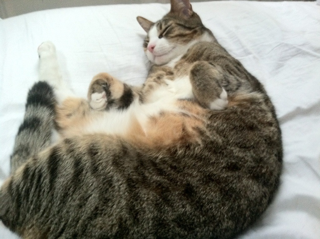 2026世界杯之夜，苏亚雷斯以时光之弦，拨动胜利的节拍