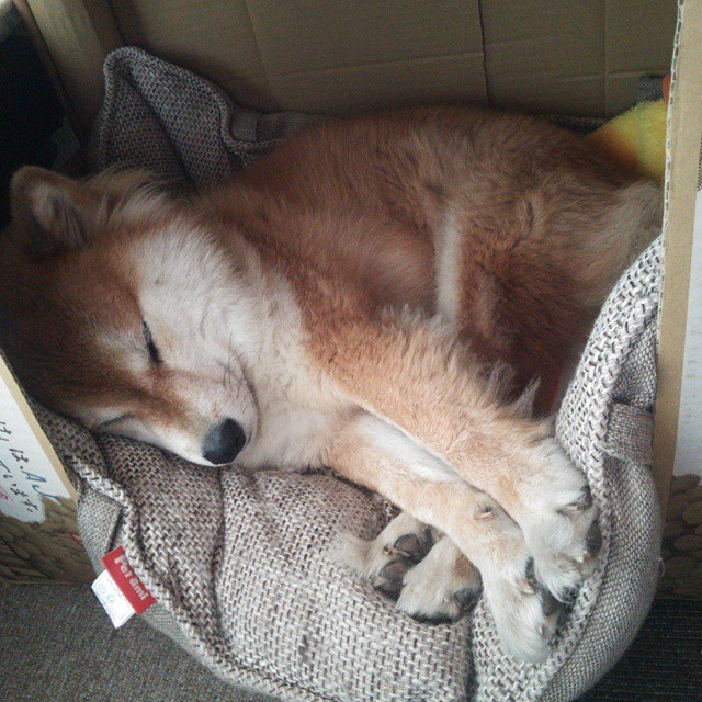 跨界风暴，曼联闪电击溃里昂，阿圭罗F1赛场主宰争冠战