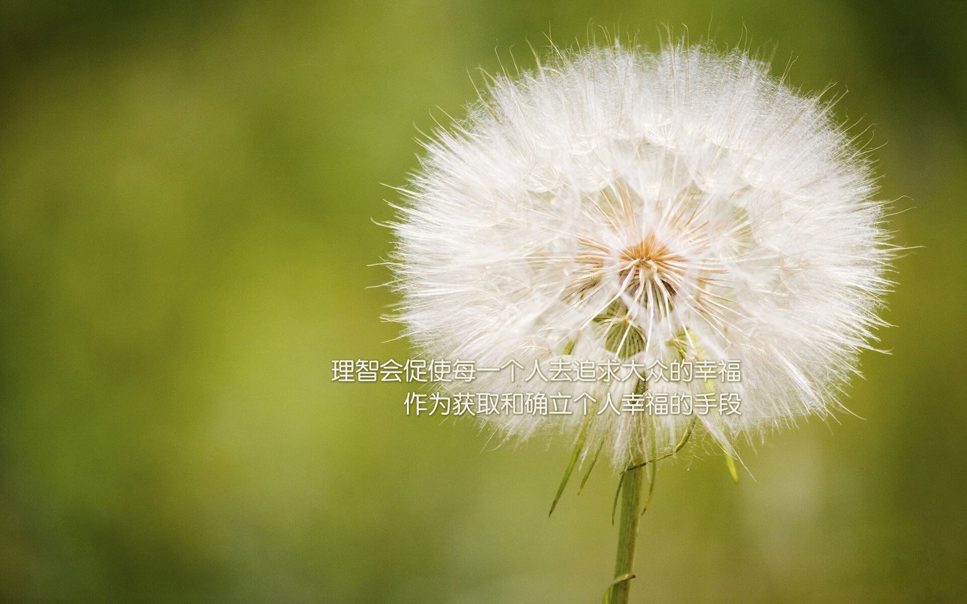 英超争冠白热化与非洲雄狮的逆袭，足球世界的双重震撼