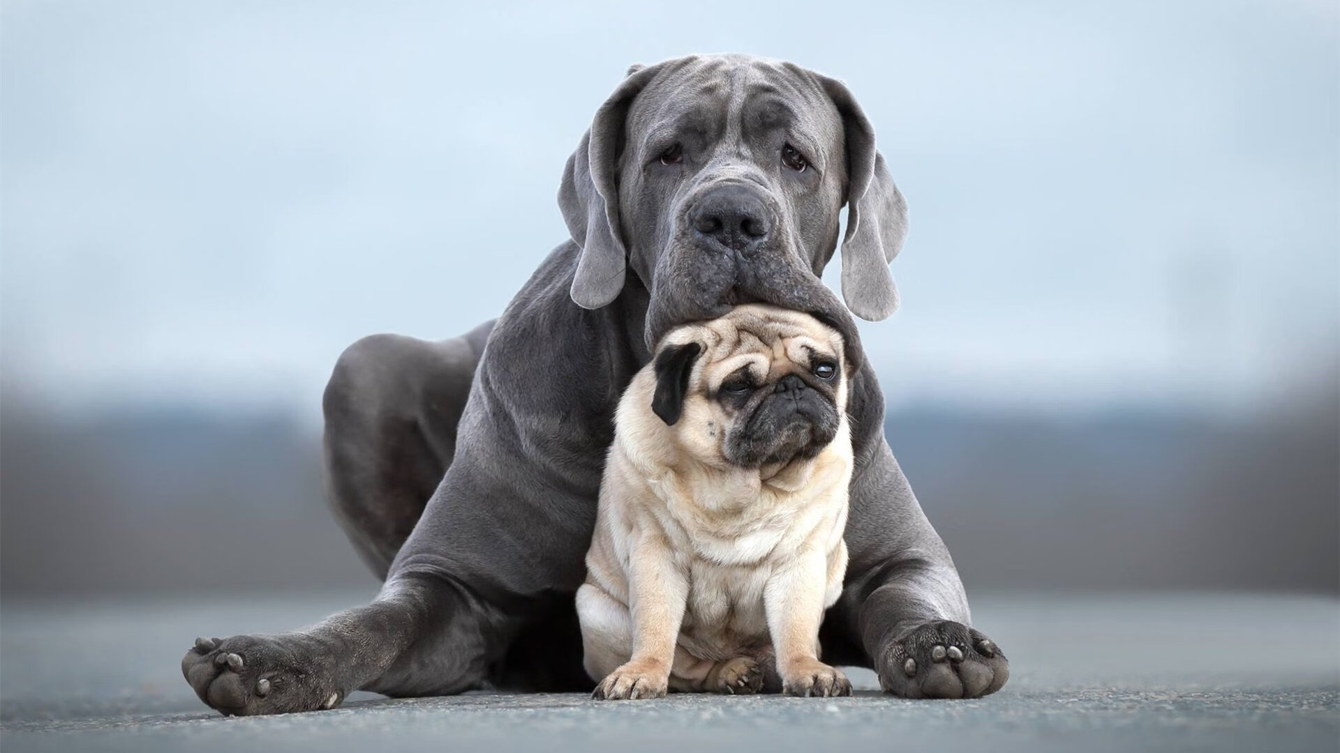 全球球探网与全能中场，足球世界的制霸逻辑