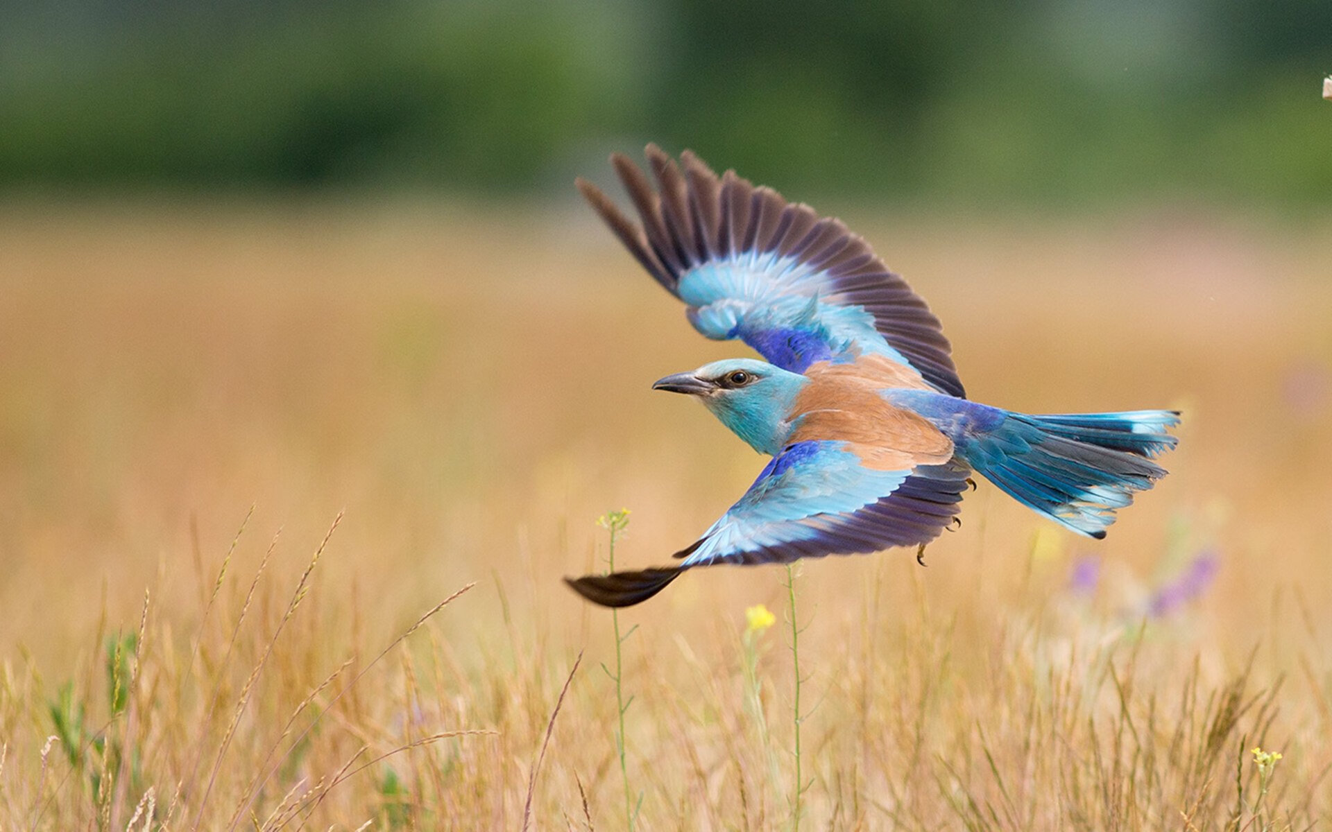 锡安暴扣定乾坤！国王加时险胜森林狼，新星一战封神